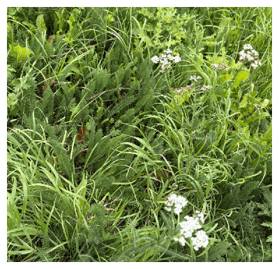 Yarrow here and there